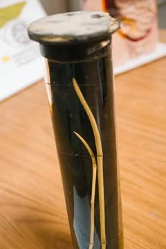 Cylindrical glass container with elongated objects 스톡 사진