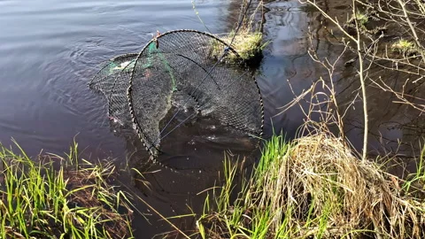 A Cylindrical Mesh Trap is Pulled From the Water's Edge, Used For Catching Fish Stock Footage 310647772