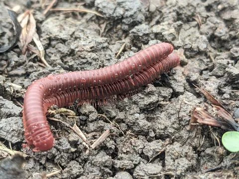 Cylindrical millipede Foto stock