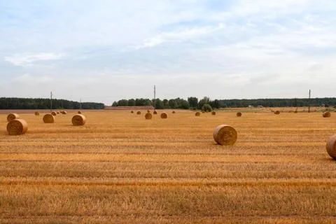 Cylindrical shape of straw stacks Stock Photos