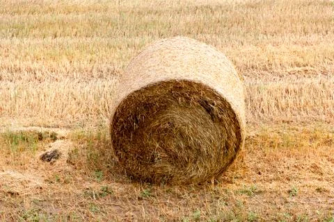 Cylindrical shape of straw stacks Stock Photos