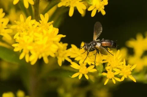 Cylindromyia Stock Photos