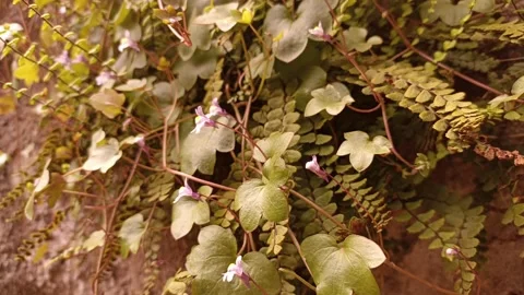 Cymbalaria muralis Video stock 274385028