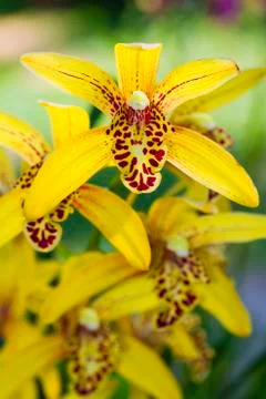 Cymbidium Chen's Ruby Stock-Fotos