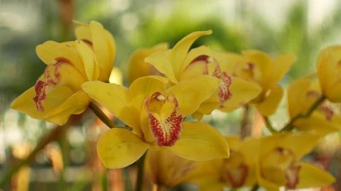 Cymbidium Stock Footage ~ Royalty Free Stock Videos  Pond8