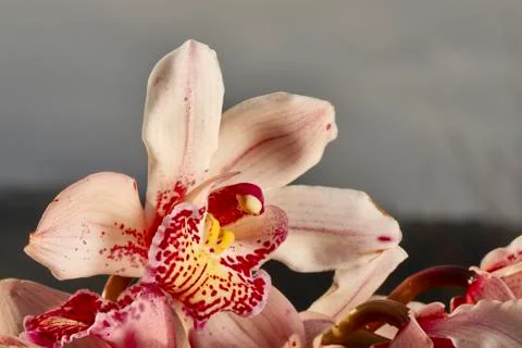 Cymbidium Stock Photos