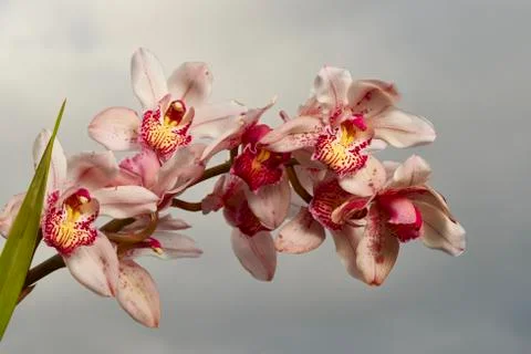 Cymbidium Stock-Fotos