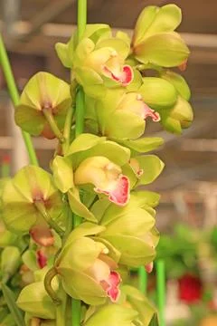 Cymbidium Stock Photos