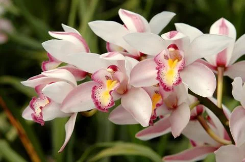 Cymbidium sp. Foto stock