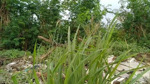 Cymbopogon nardus Stock Footage 142246768