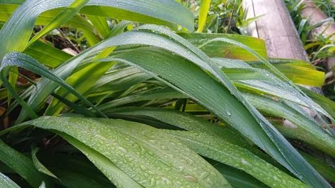 Cymbopogon Nardus Stock Photos