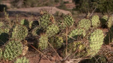Cynlnds cactus Stock Footage 22637195
