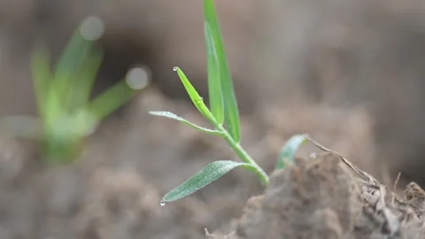 Cynodon dactylon. 库存影片 329840012