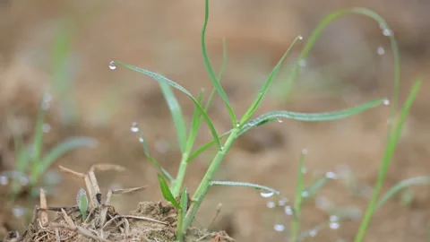 Cynodon dactylon. Vidéo 329840016