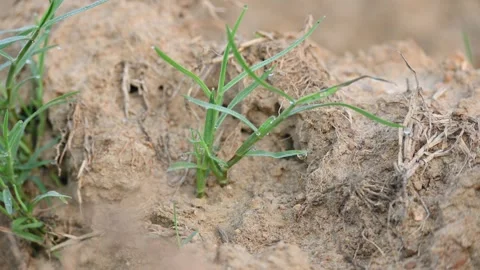 Cynodon dactylon. Видео 329840024