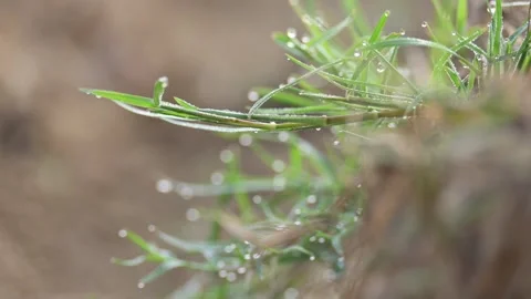 Cynodon dactylon. Видео 329840099