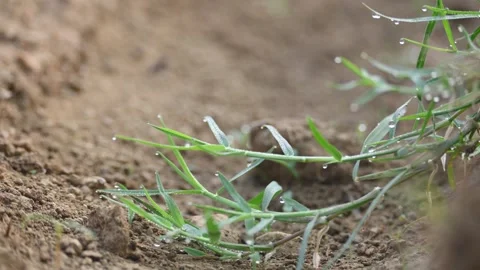 Cynodon dactylon. 库存影片 329840308