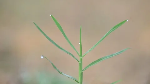 Cynodon dactylon. Видео 329840497