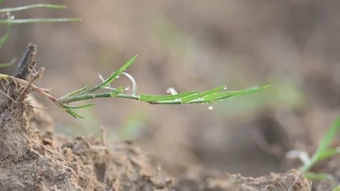 Cynodon dactylon. Stockbeeldmateriaal 329840684