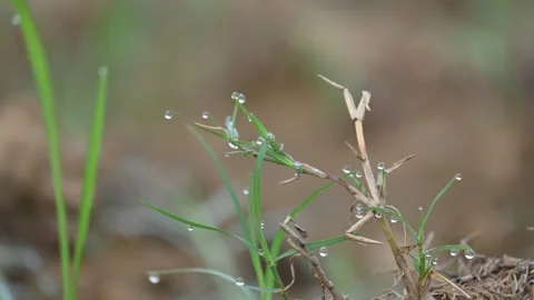 Cynodon dactylon. Видео 329840711