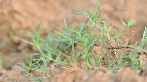 Cynodon dactylon. Видео 329840789