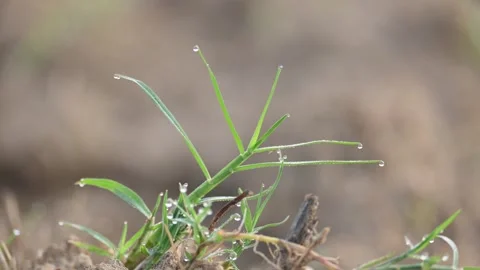 Cynodon dactylon. Vidéo 329840816