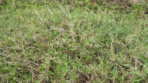 Cynodon dactylon Stock-Footage 334002670