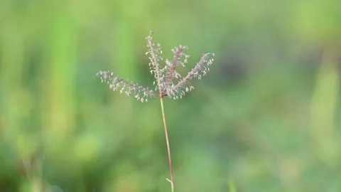 Cynodon dactylon grass flower. Stock Footage 310732234