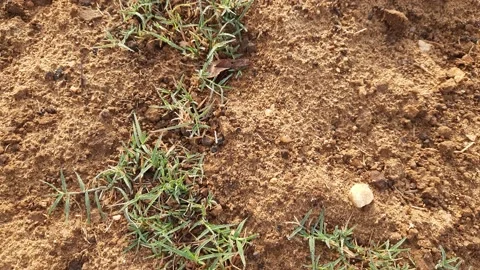 Cynodon dactylon grass. Stock Footage 193527593