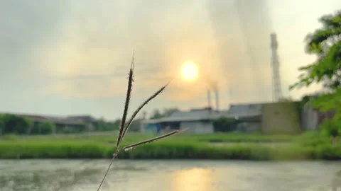 Cynodon dactylon grass with sunrise background Stock Footage 230950503