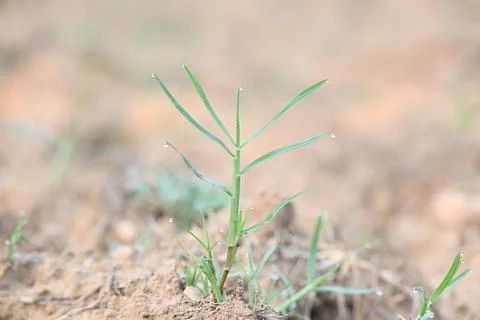 Cynodon dactylon. Stock Photos