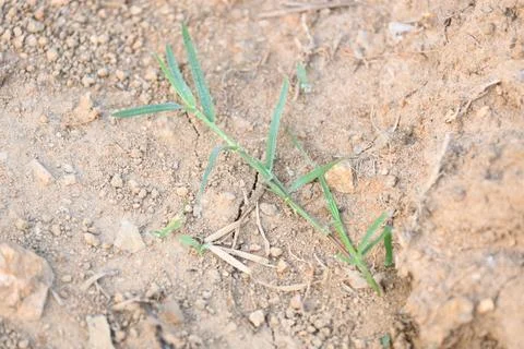 Cynodon dactylon. Stock Photos