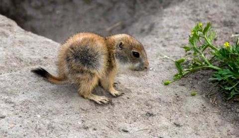 Cynomys Stock Photos