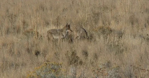 Cyotes watching over a badger Stock Footage 116909388