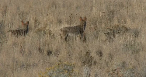 Cyotes watching over a badger Stock Footage 116910789