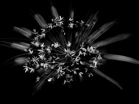 Cyperus alternifolius Stock Photos