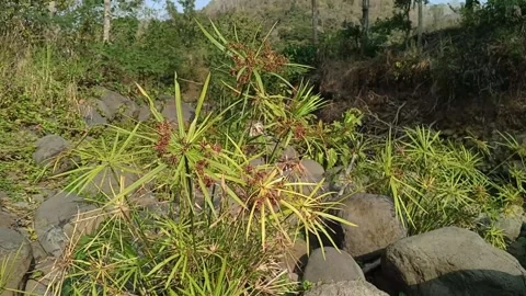 Cyperus alternifolius sways among river rocks in a natural outdoor setting Stock Footage 344087907
