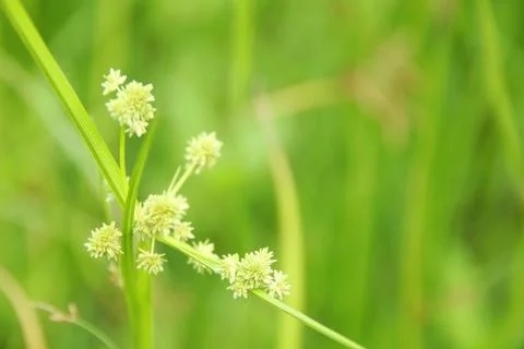 Cyperus diffomiss blooming on branch. Stock Photos