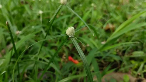 Cyperus difformis which grows abundantly in wide fields Video stock 309442111