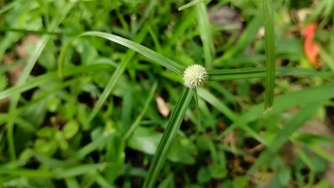 Cyperus difformis which grows abundantly in wide fields Stockbeeldmateriaal 309442139