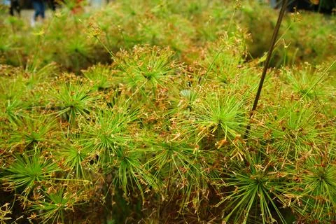 Cyperus haspan or Dwarf Papyrus sedge in the pond, with reddish brown color.. Stock Photos