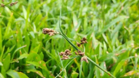 Cyperus iria Stock Photos