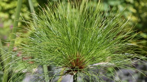 Cyperus papyrus Stock Footage 63370942