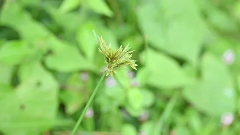 Cyperus polystachyos grass. Stock Footage 310780410