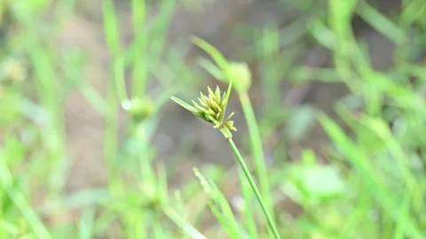 Cyperus polystachyos grass. Видео 310780431