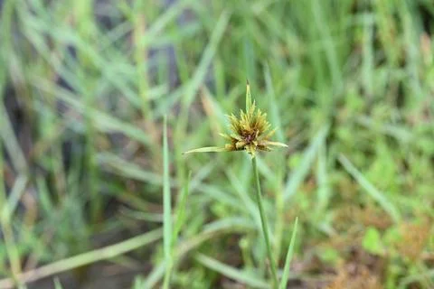 Cyperus polystachyos grass. Stock Photos