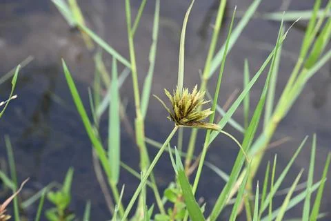 Cyperus polystachyos grass. Stock Photos
