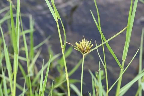 Cyperus polystachyos grass. Stock Photos