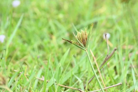Cyperus polystachyos grass. Stock Photos