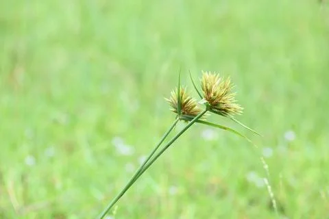 Cyperus polystachyos grass. Stock Photos